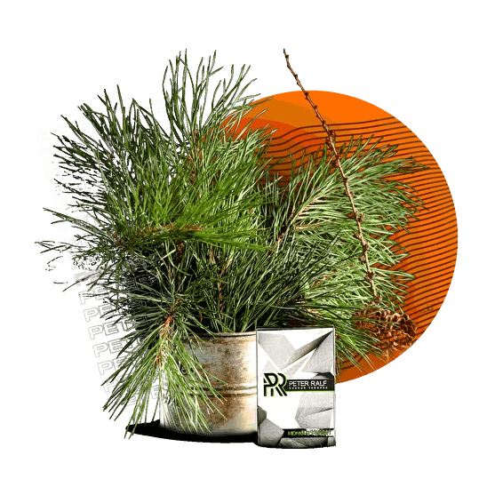 Табак Peter Ralf - Midnight Forest (Полуночный Лес, 50 грамм) купить в Владивостоке